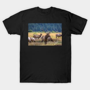 Rocky Mountain Moose T-Shirt